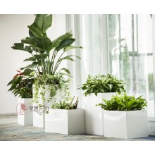 專注室內(nèi)綠植服務(wù)8年，綠植租賃，免費(fèi)養(yǎng)護(hù)，一站式商務(wù)空間